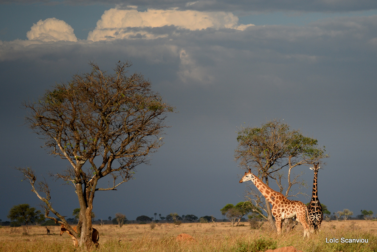 Girafe de Rothschild/Rothschild's Giraffe (17)