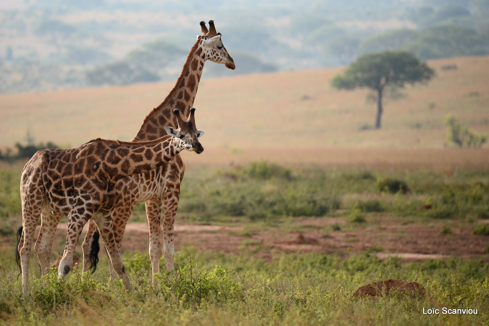 Girafe de Rothschild/Rothschild's Giraffe (18)