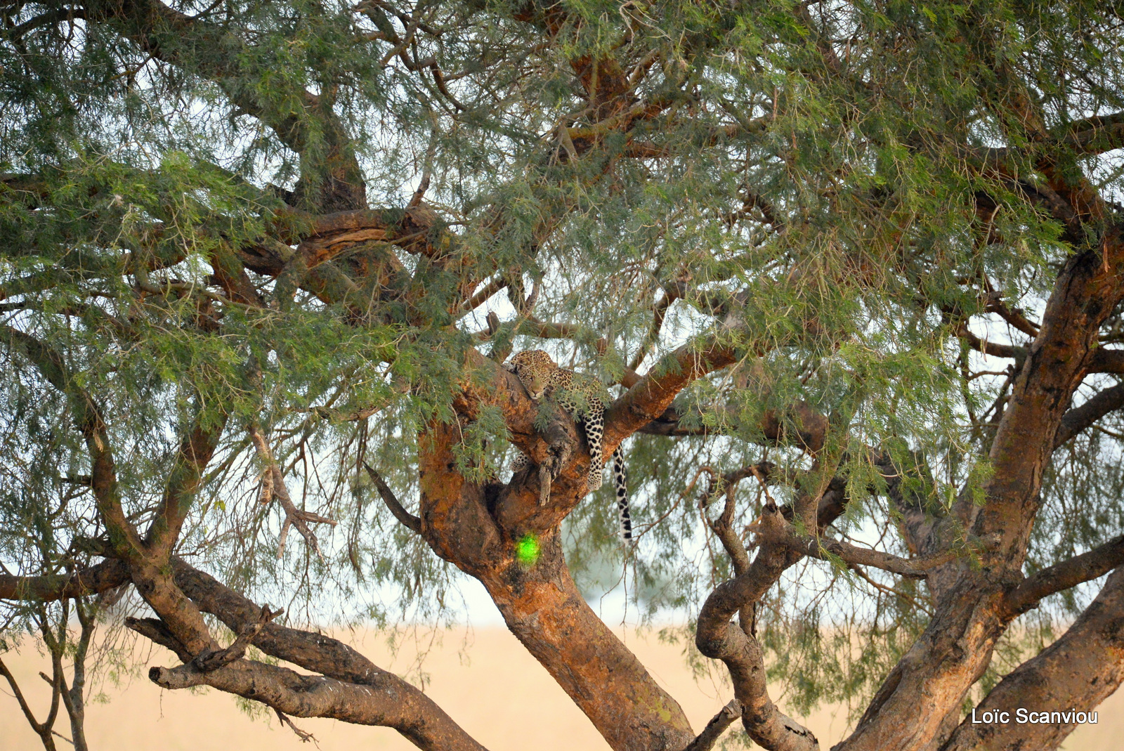 Léopard dans un arbre/Leopard on a tree (1)