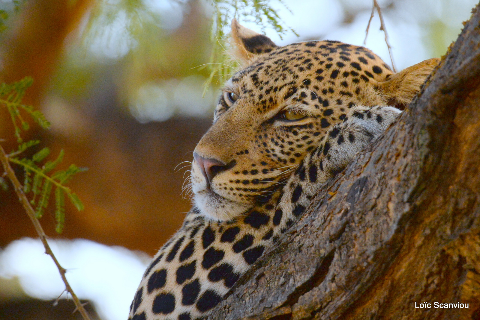 Léopard dans un arbre/Leopard on a tree (2)