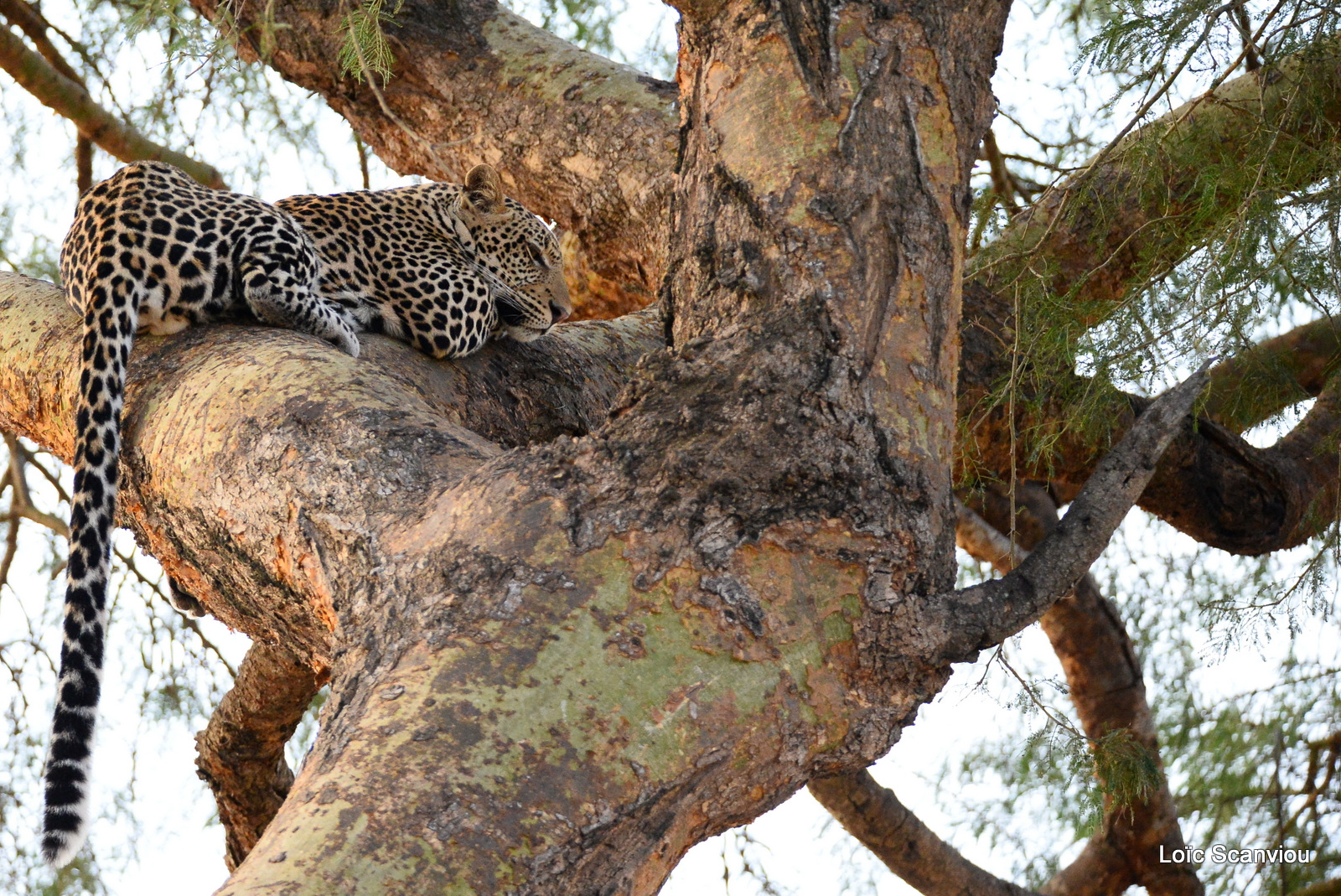 Léopard dans un arbre/Leopard on a tree (3)