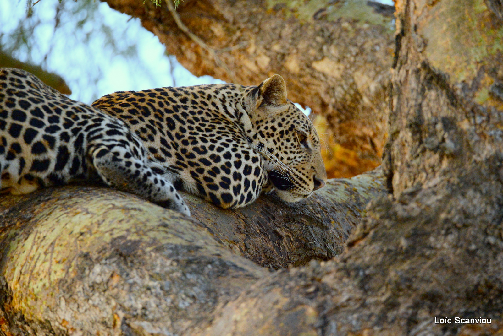 Léopard dans un arbre/Leopard on a tree (4)