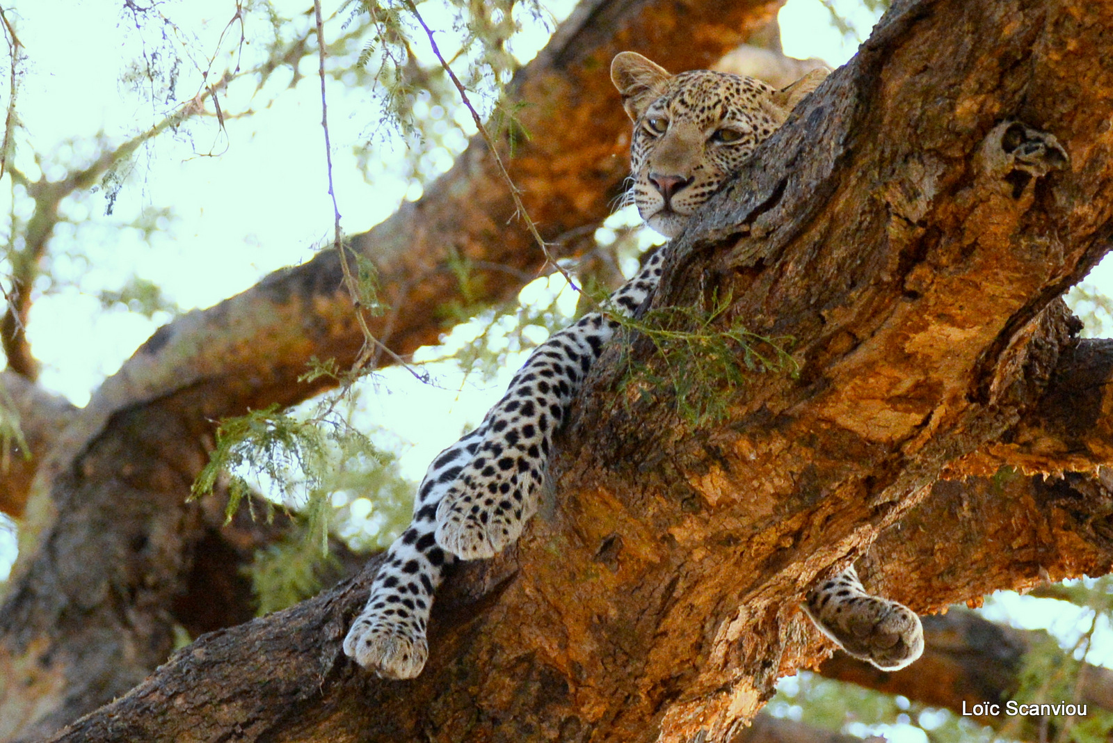 Léopard dans un arbre/Leopard on a tree (6)