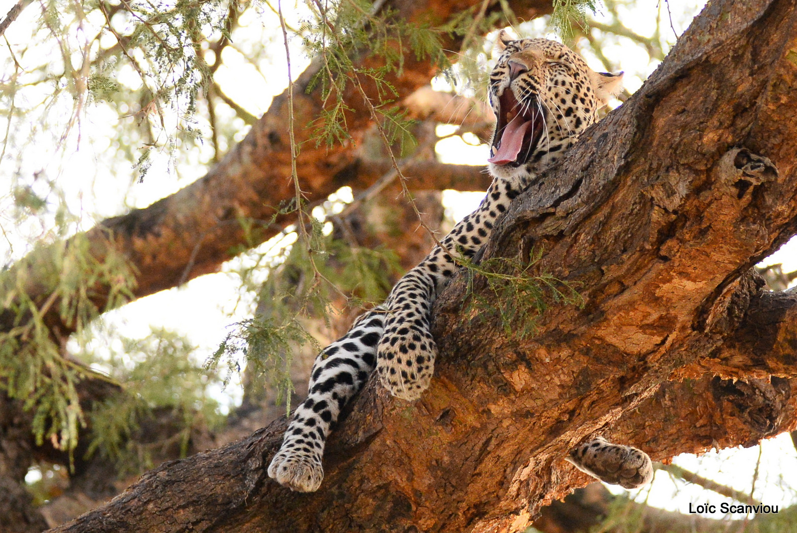 Léopard dans un arbre/Leopard on a tree (7)