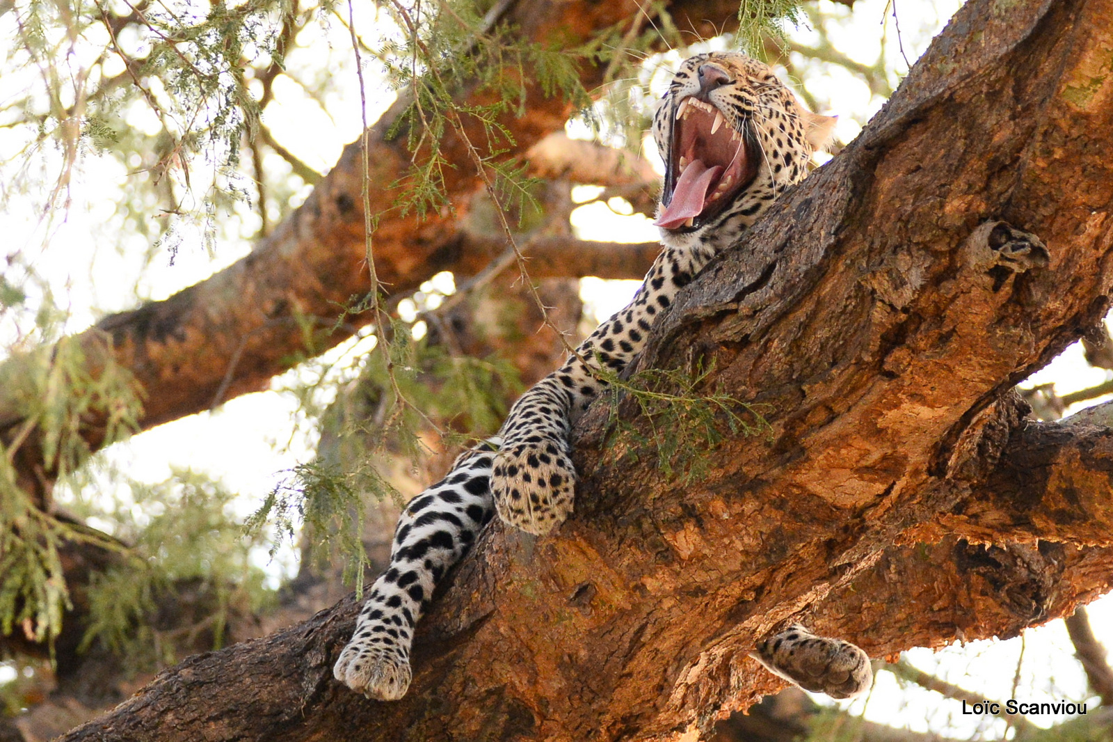 Léopard dans un arbre/Leopard on a tree (8)