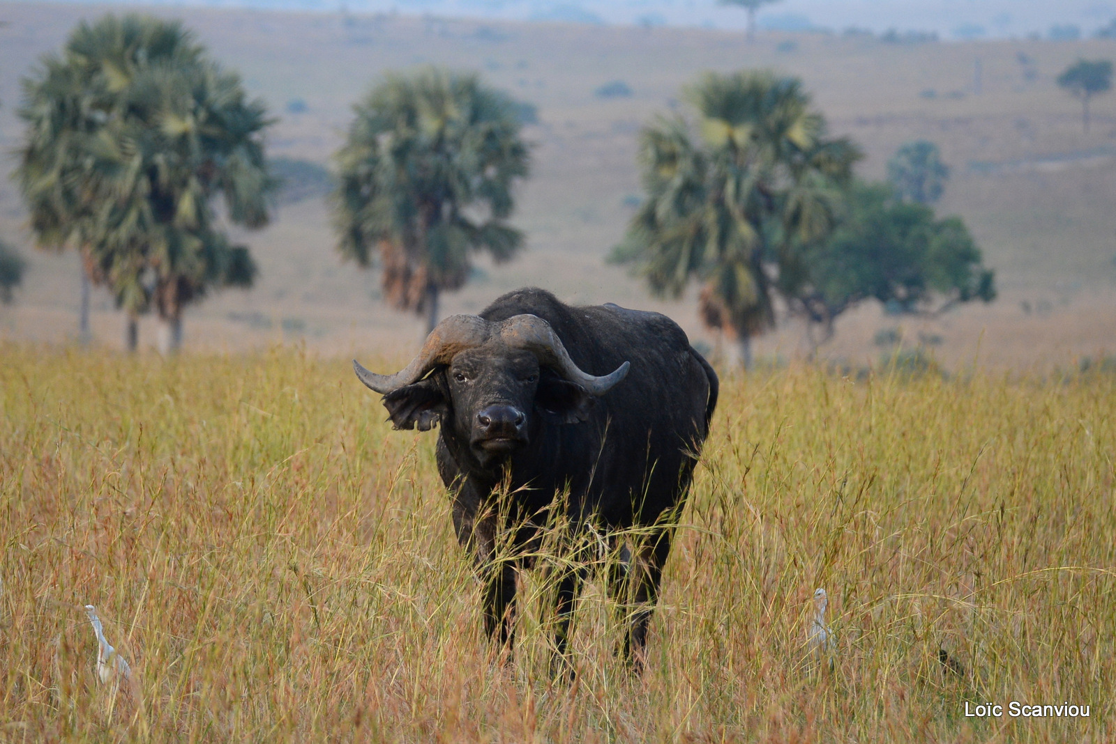 Buffle d'Afrique/Cape Buffalo (9)