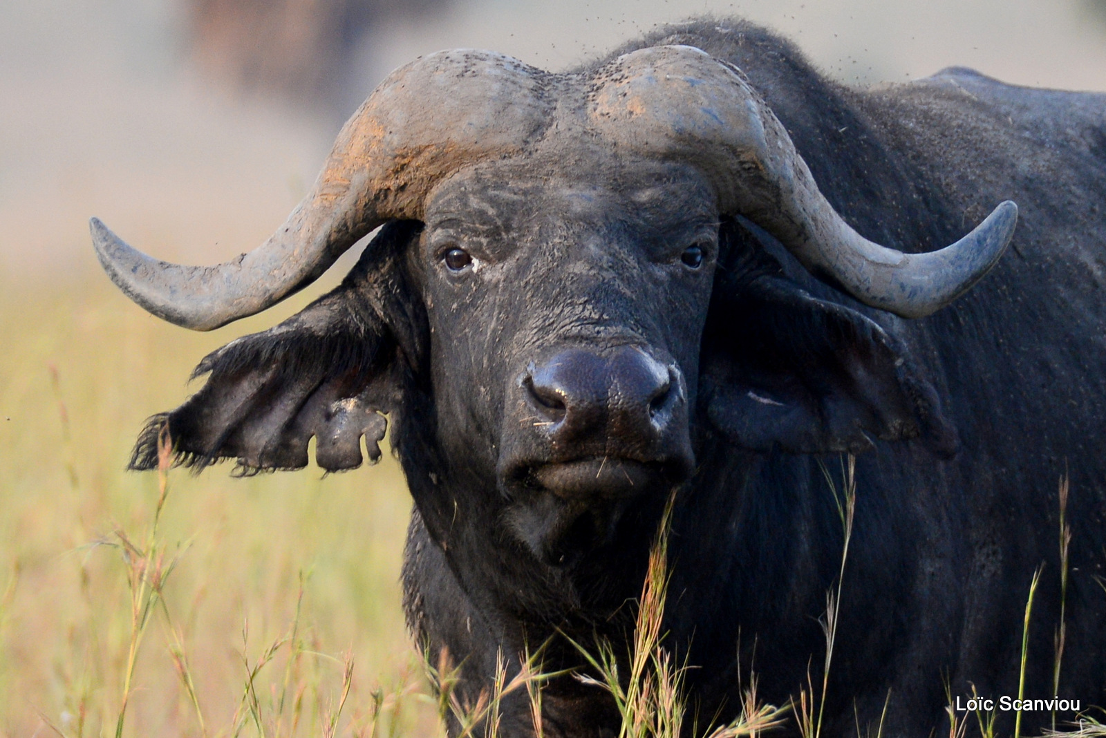 Buffle d'Afrique/Cape Buffalo (10)