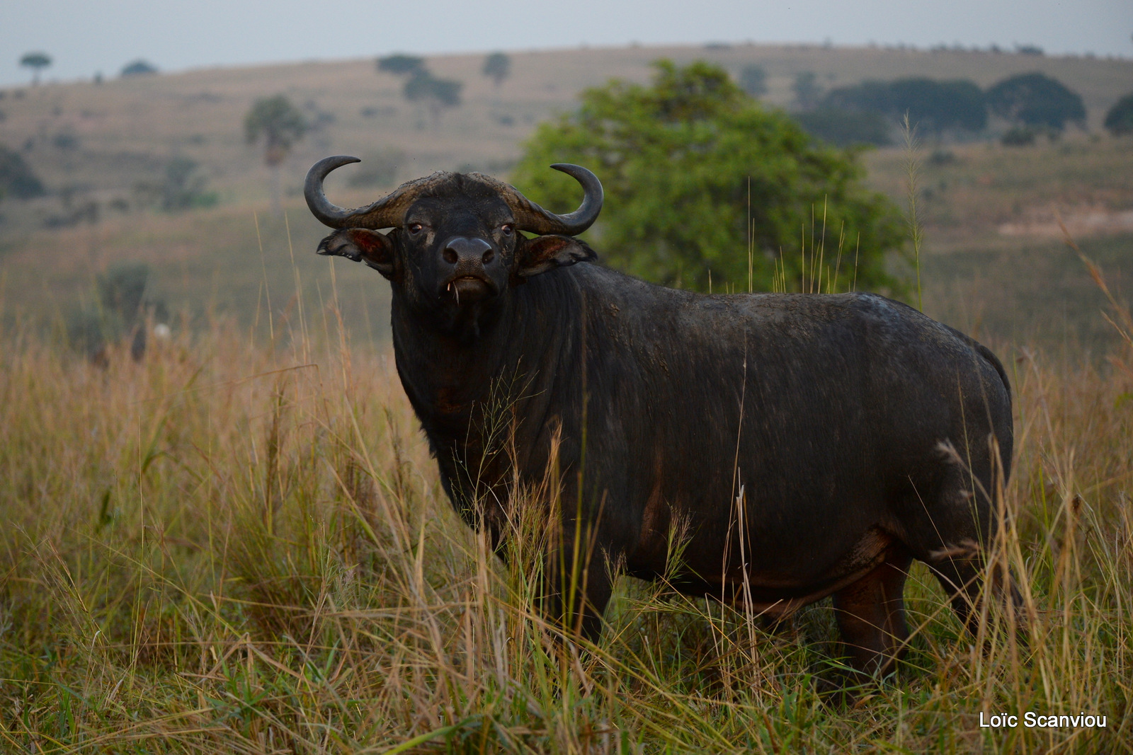 Buffle d'Afrique/Cape Buffalo (5)