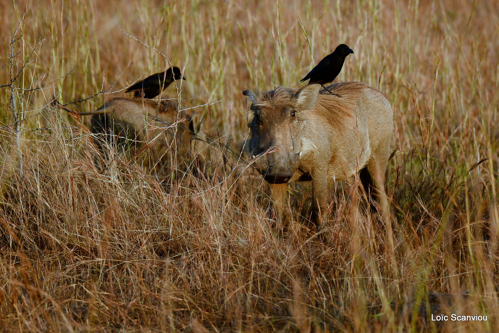 Murchison Falls (254)