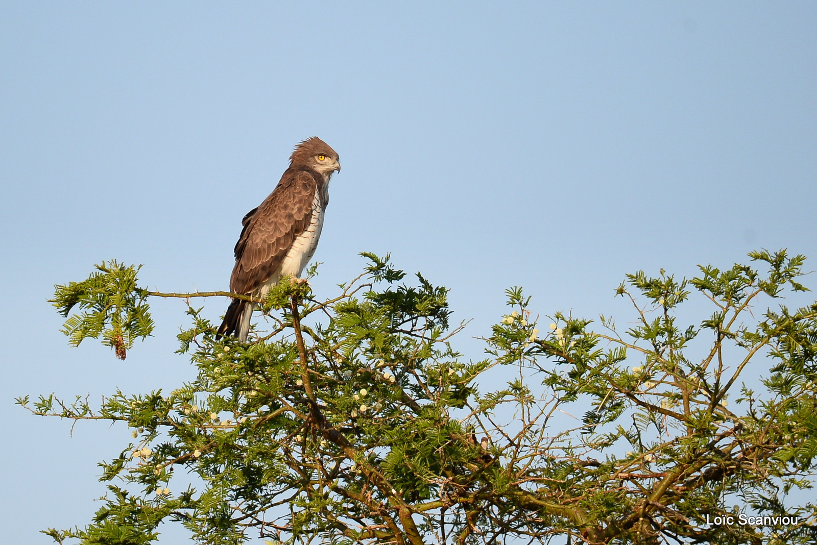 Circaète cendré/Western-banded Snake-Eagle (1)