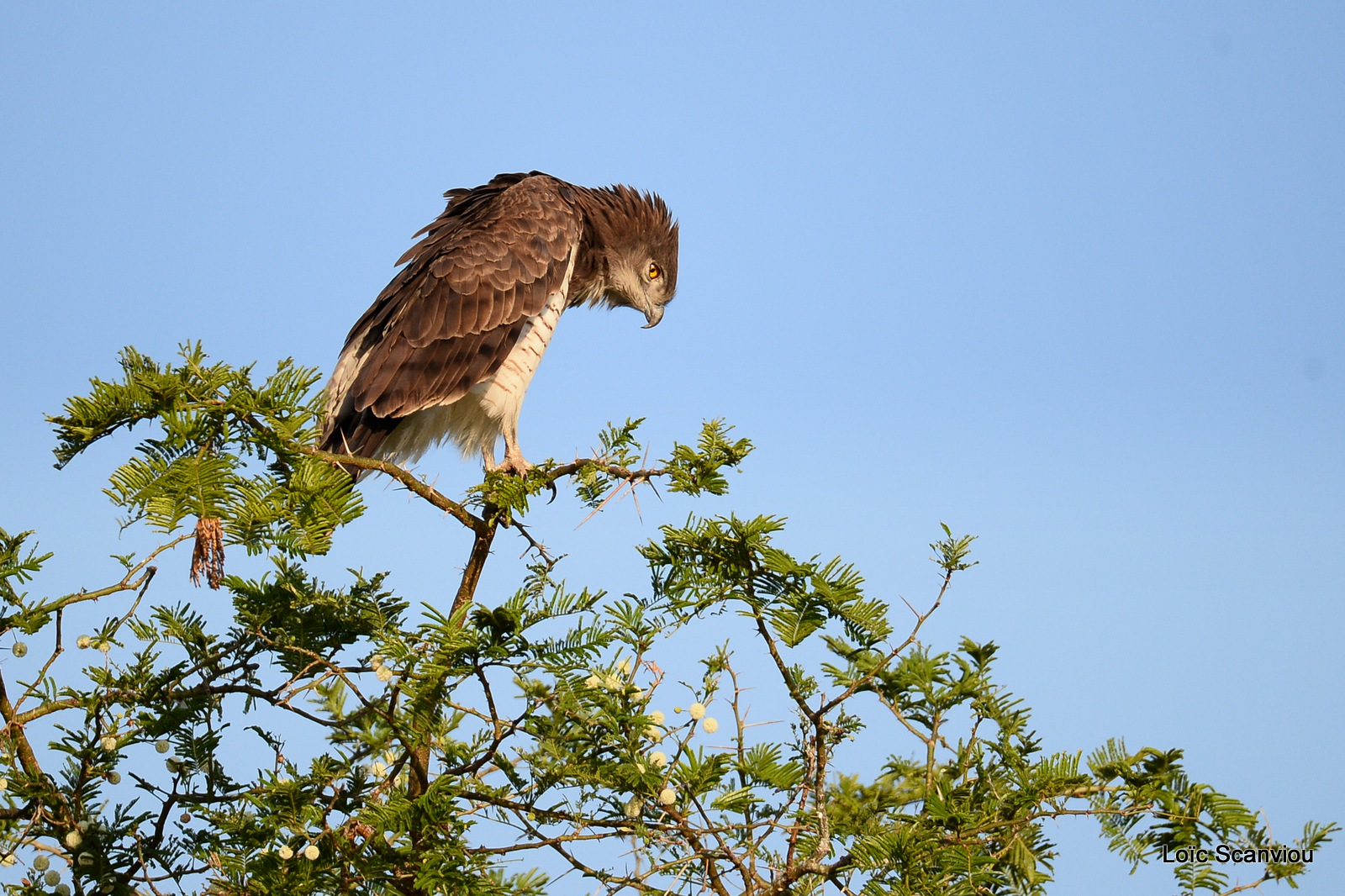 Circaète cendré/Western-banded Snake-Eagle (2)