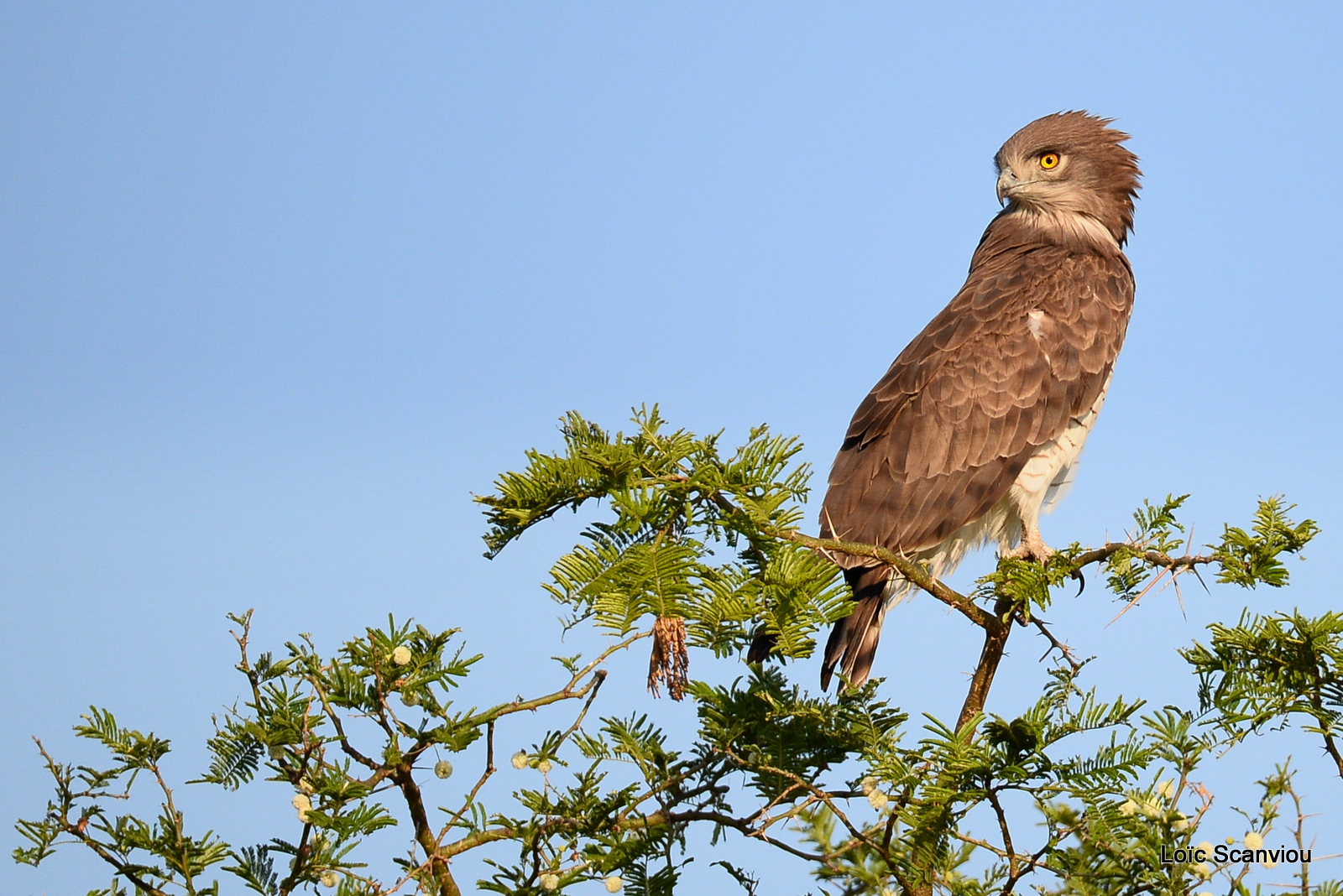 Circaète cendré/Western-banded Snake-Eagle (4)