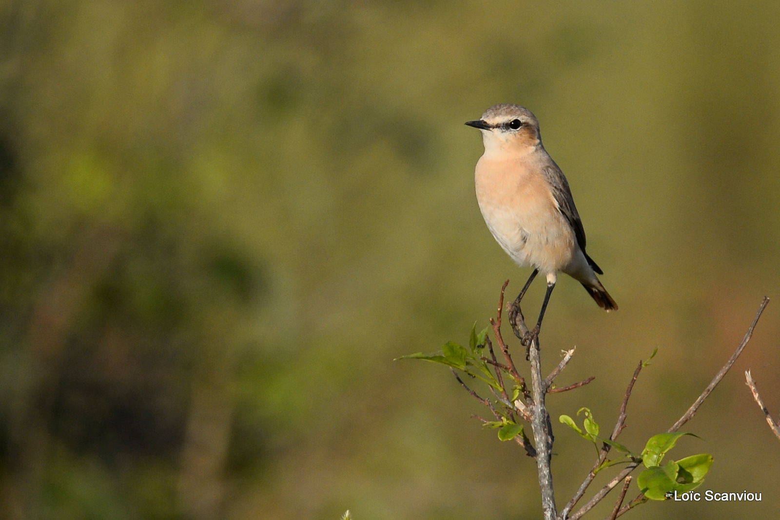 Murchison Falls (261)