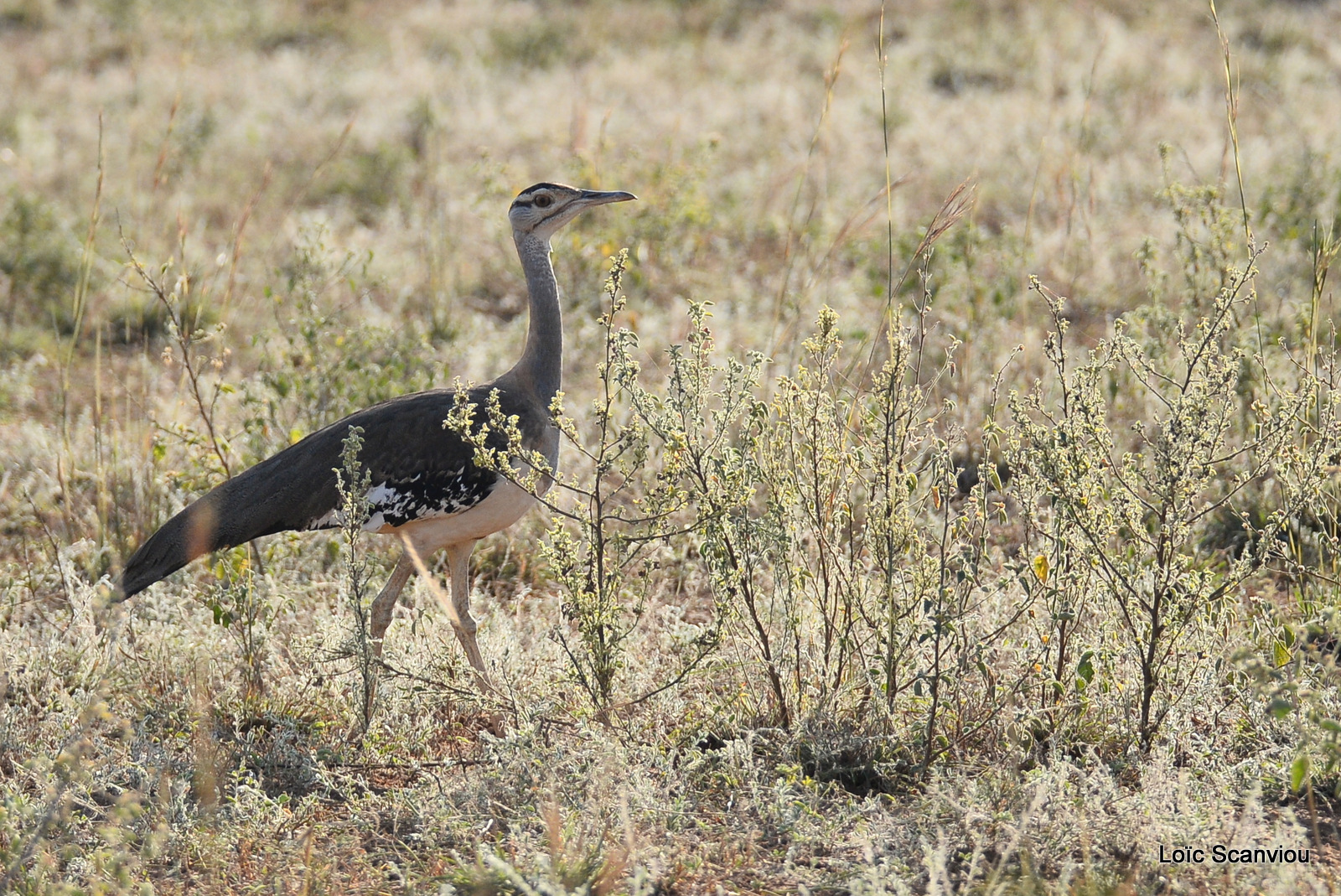 Murchison Falls (262)