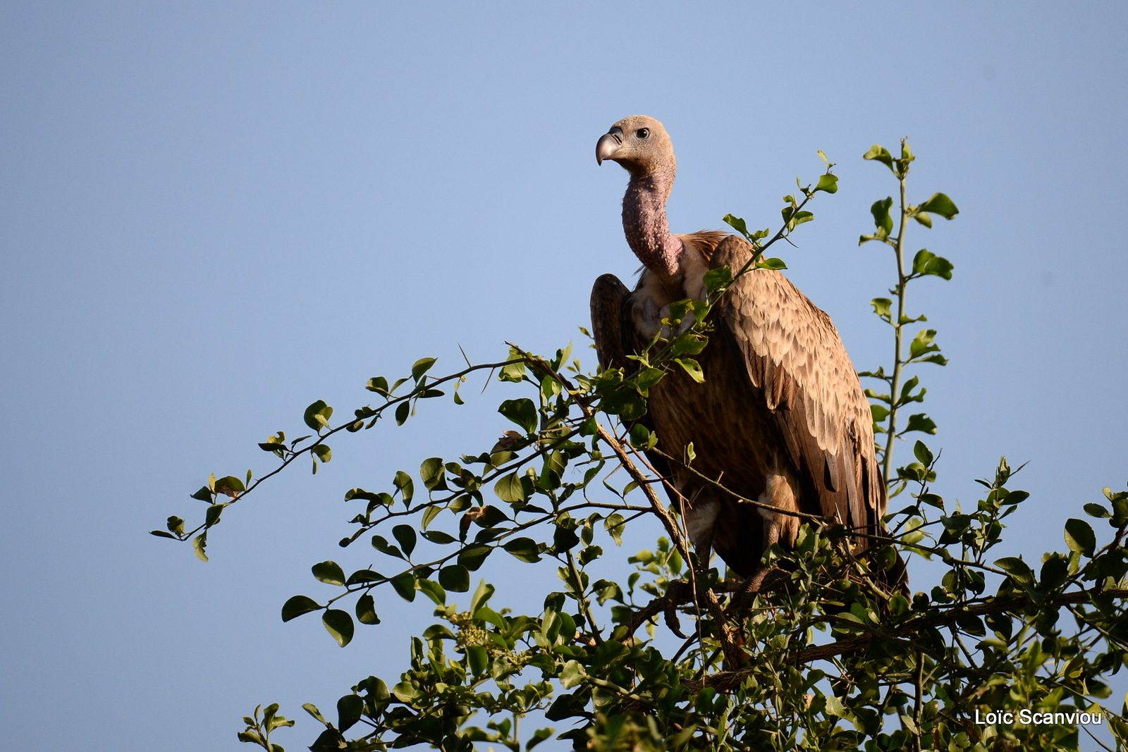 Murchison Falls (263)