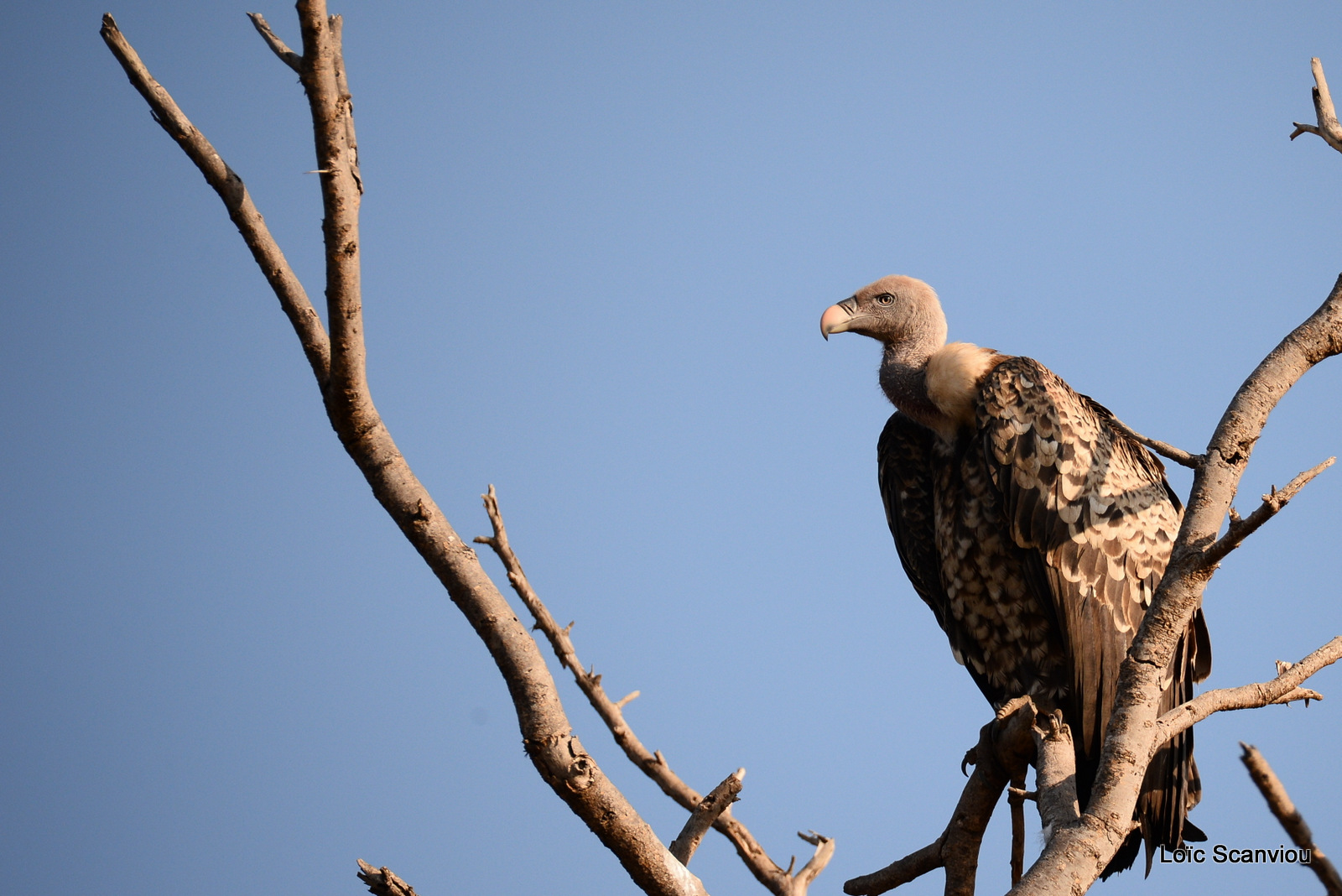 Murchison Falls (264)