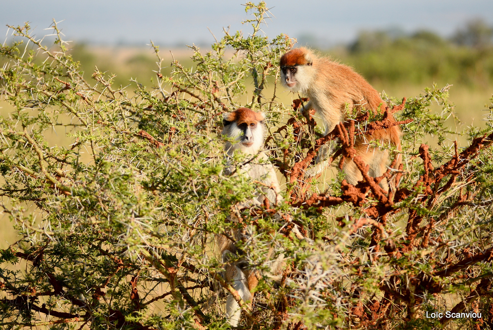 Patas/Patas Monkey (6)