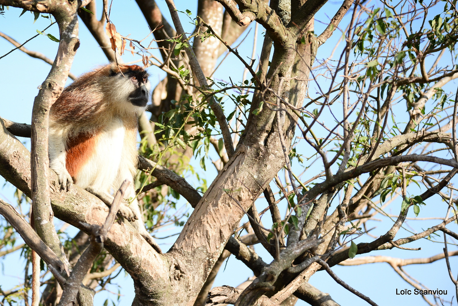 Patas/Patas Monkey (7)