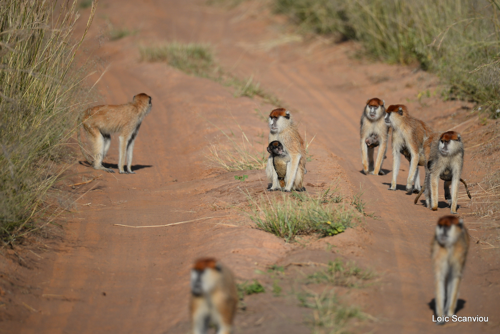 Patas/Patas Monkey (8)