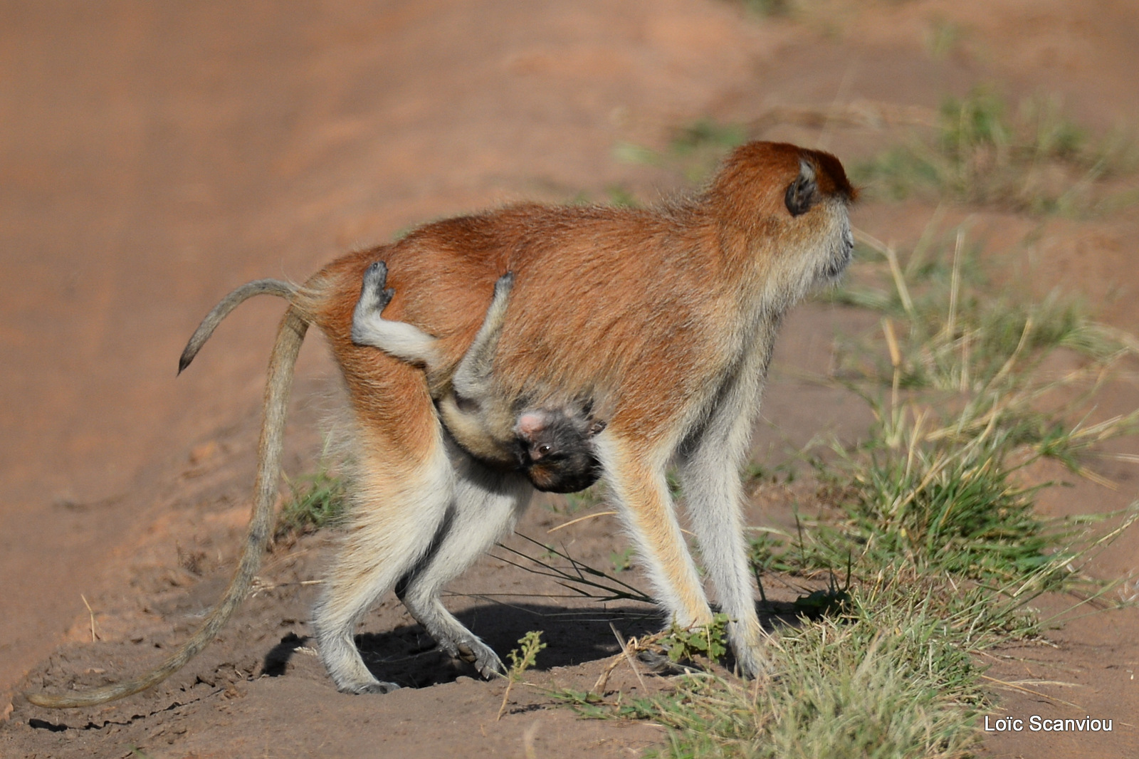 Patas/Patas Monkey (9)