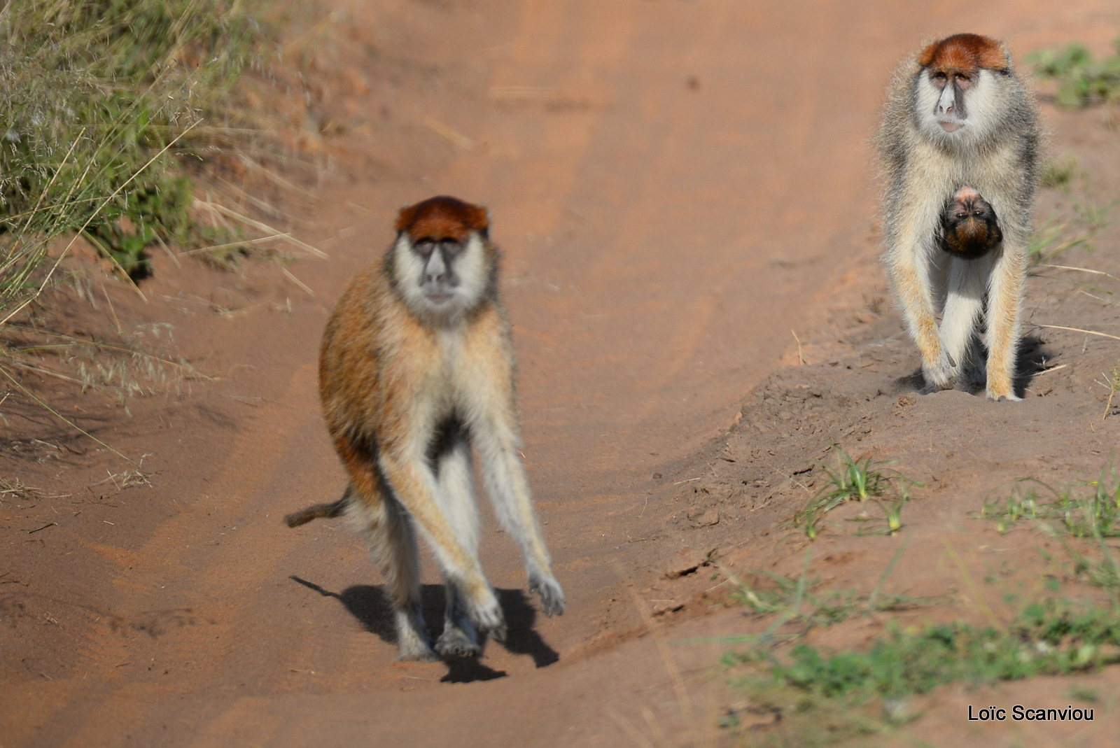 Patas/Patas Monkey (10)