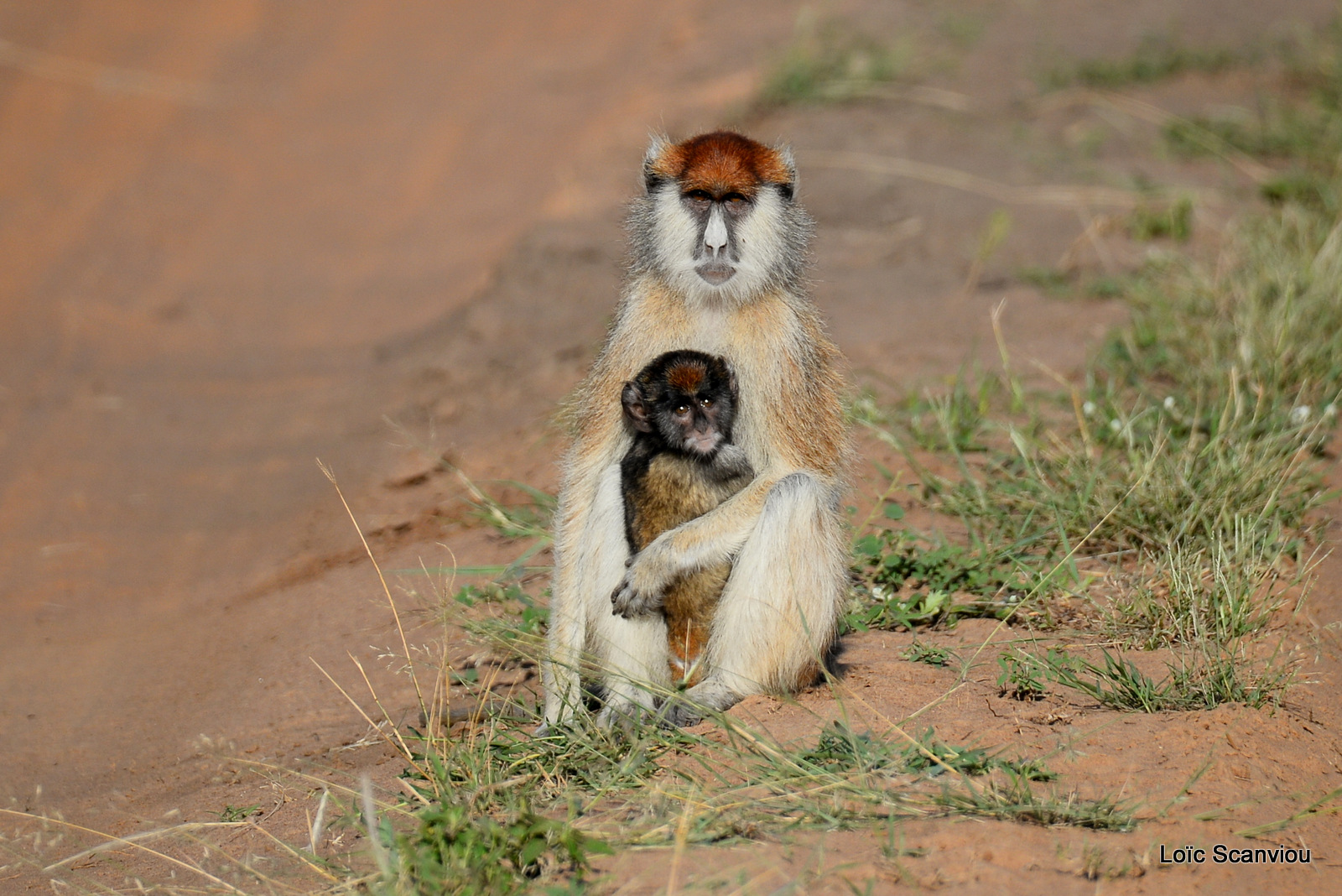 Patas/Patas Monkey (11)