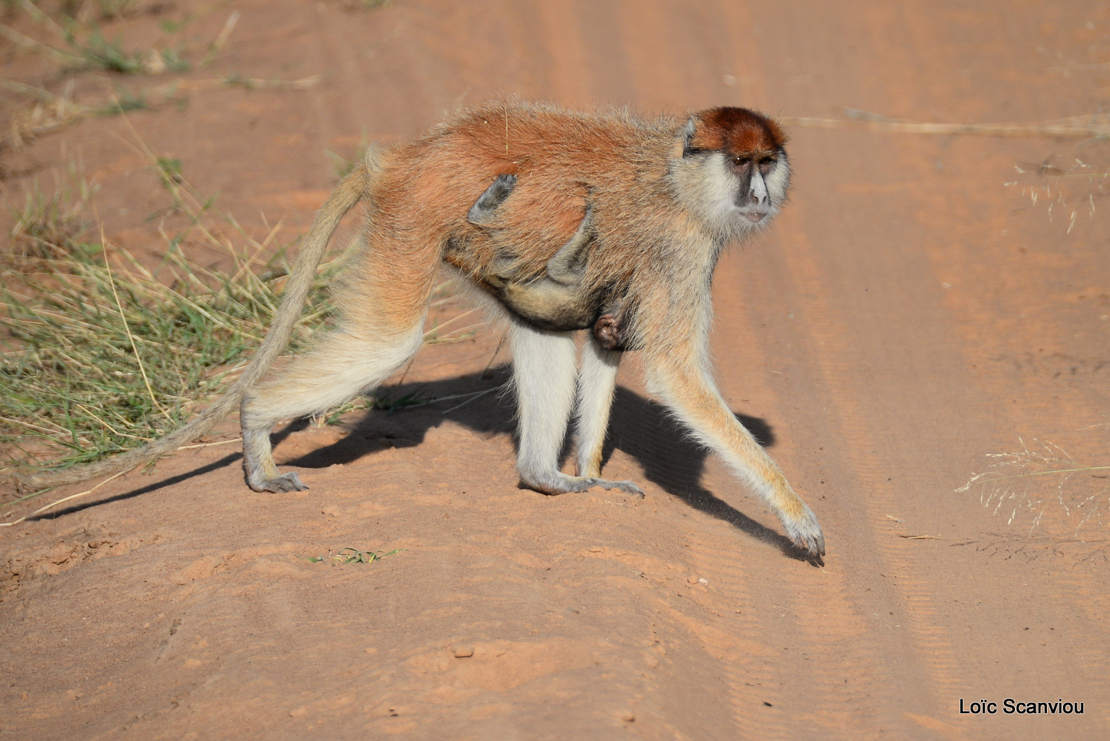 Patas/Patas Monkey (12)