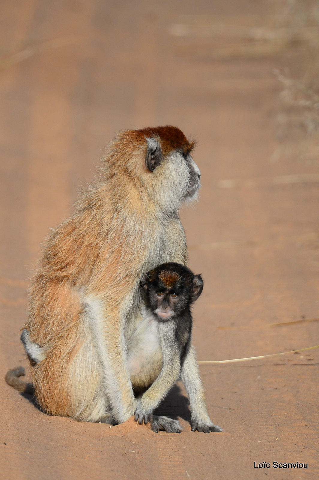 Patas/Patas Monkey (13)