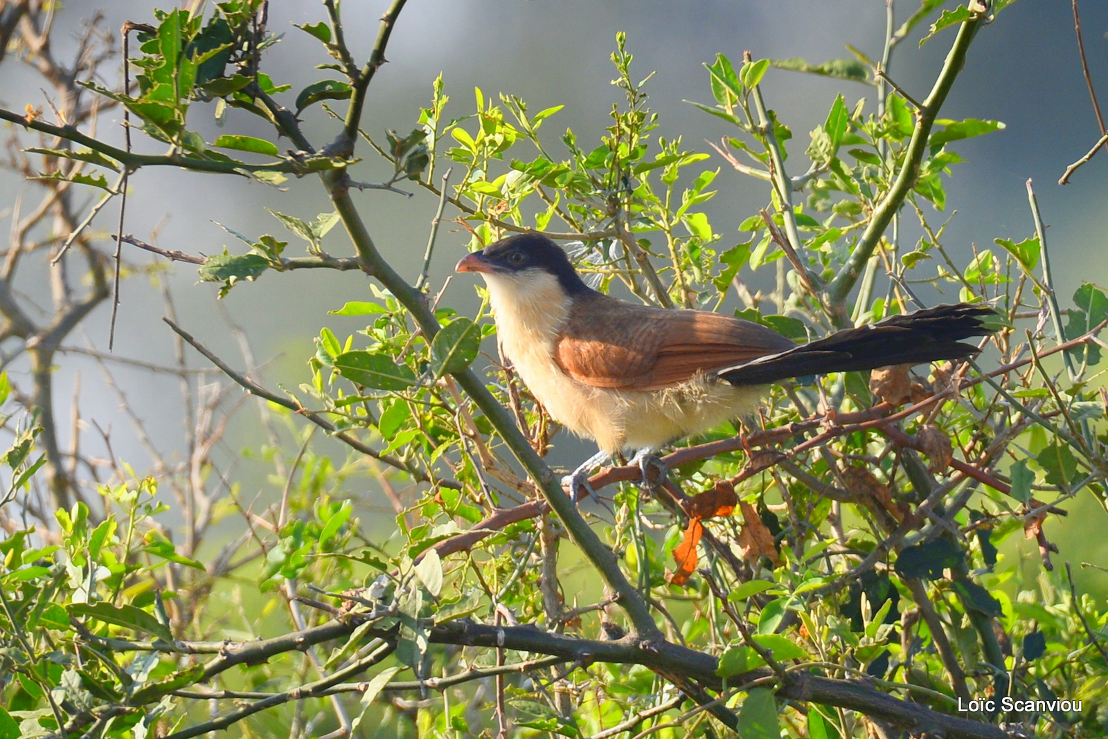 Murchison Falls (273)