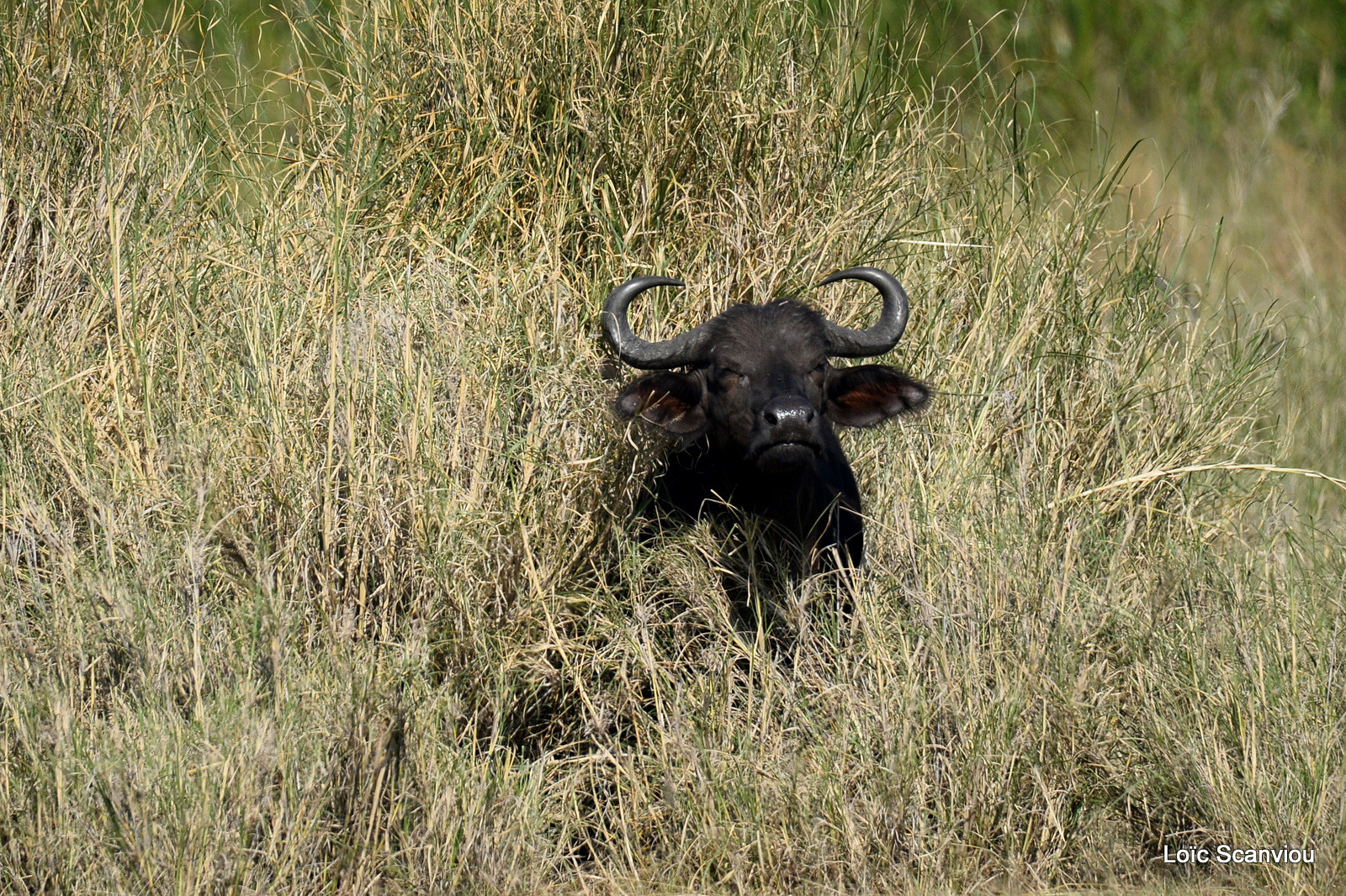 Buffle d'Afrique/Cape Buffalo (11)