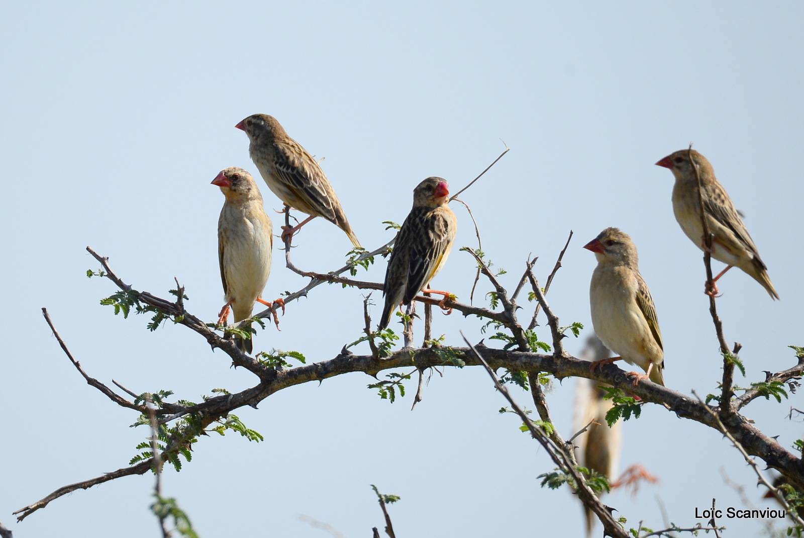 Murchison Falls (277)