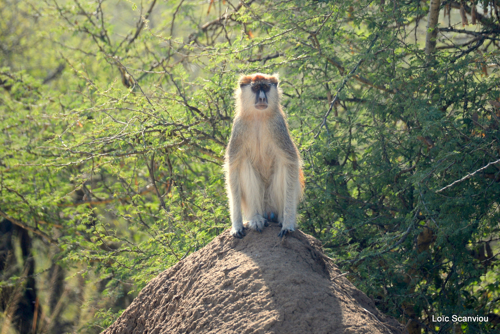 Patas/Patas Monkey (15)