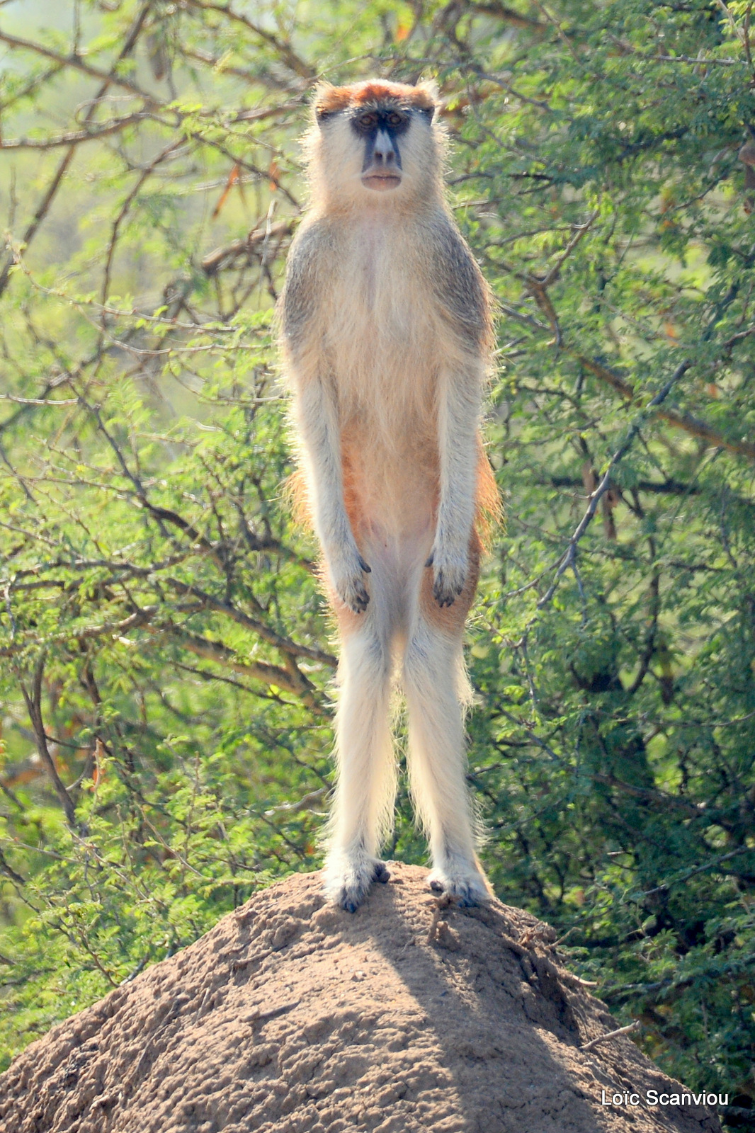 Patas/Patas Monkey (16)