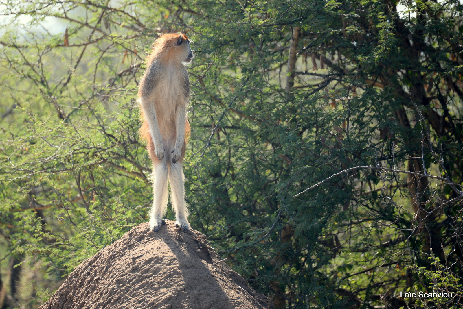 Patas/Patas Monkey (17)