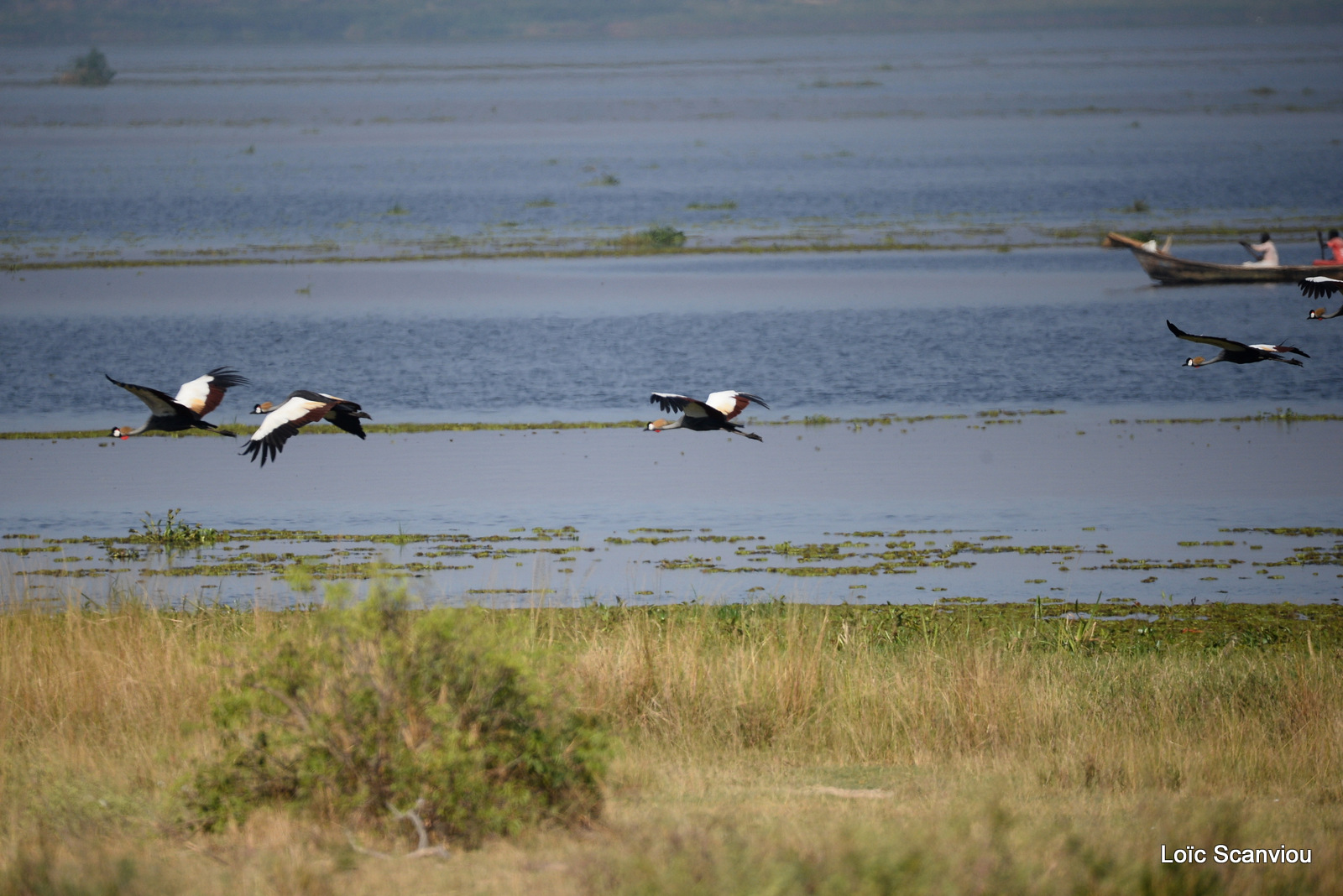 Grue royale/Grey-crowned Crane (3)