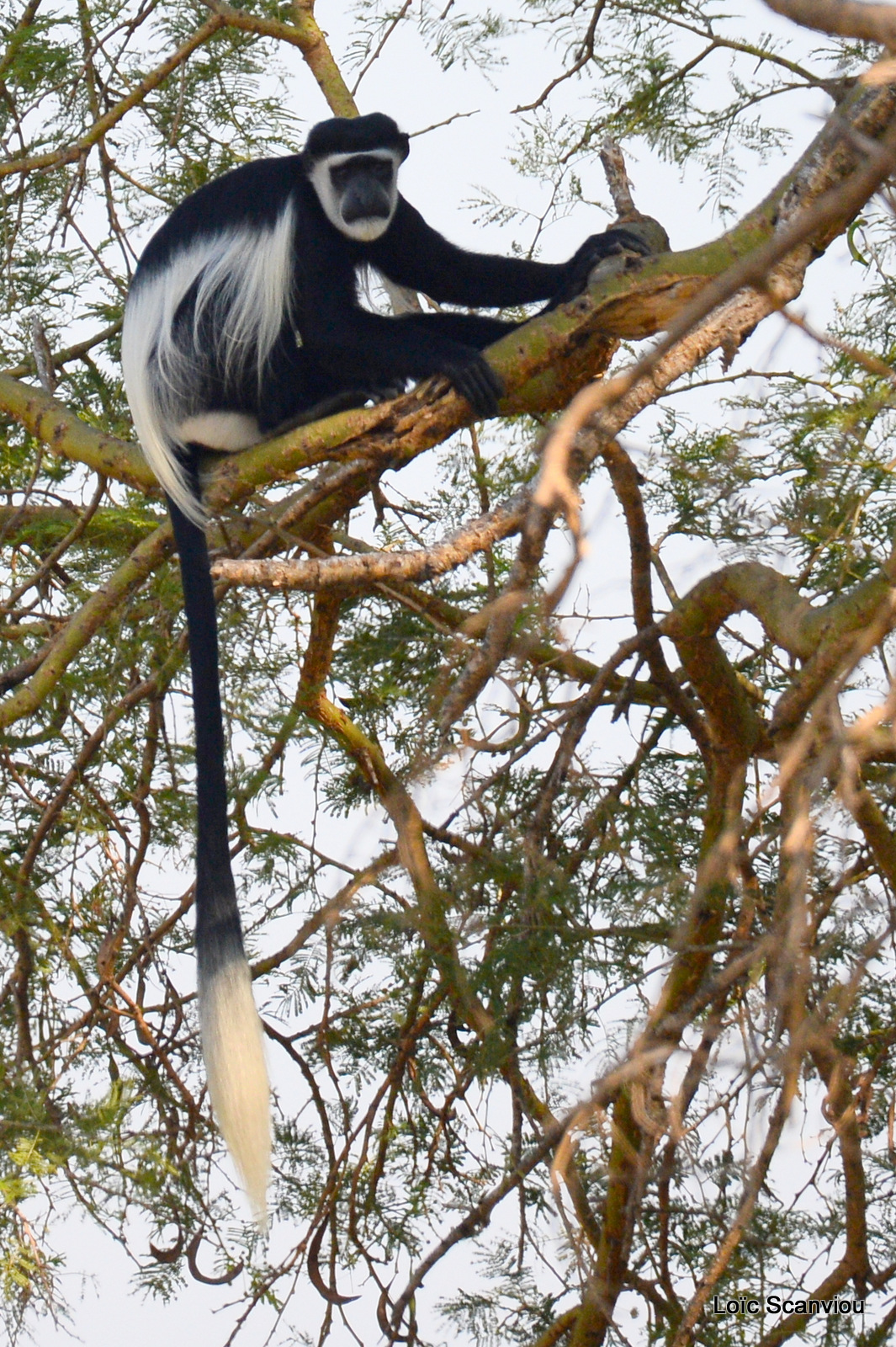 Murchison Falls (290)