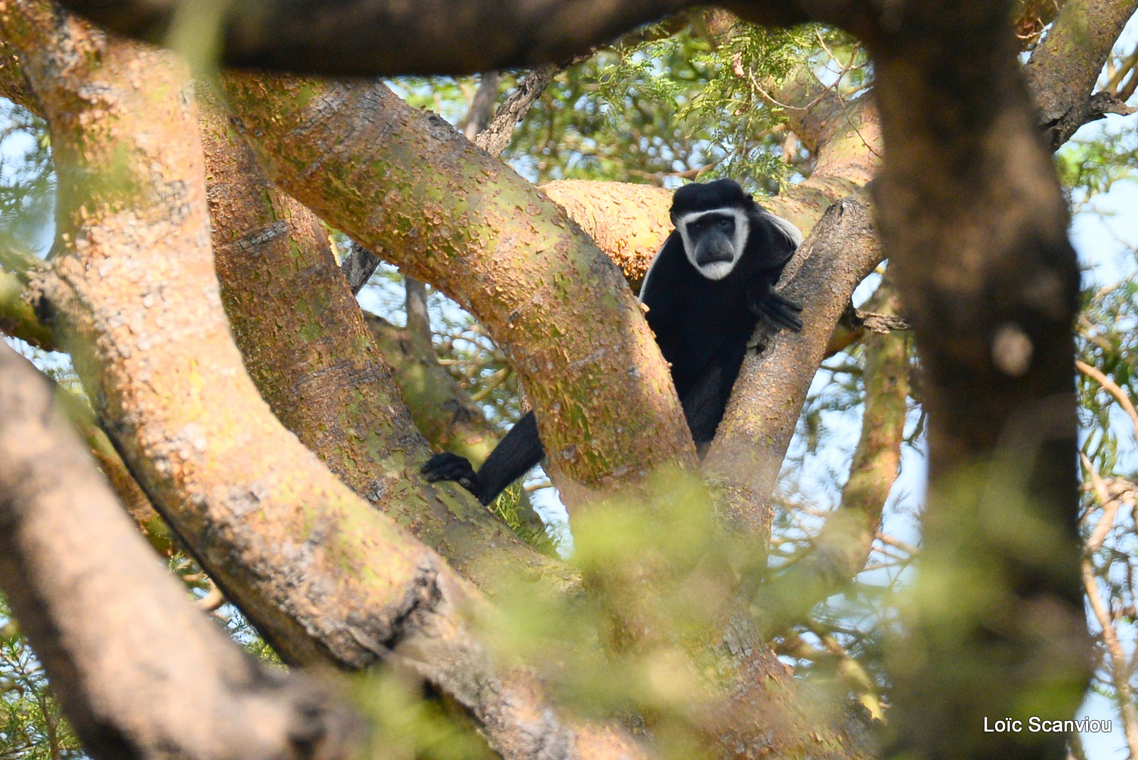 Murchison Falls (291)