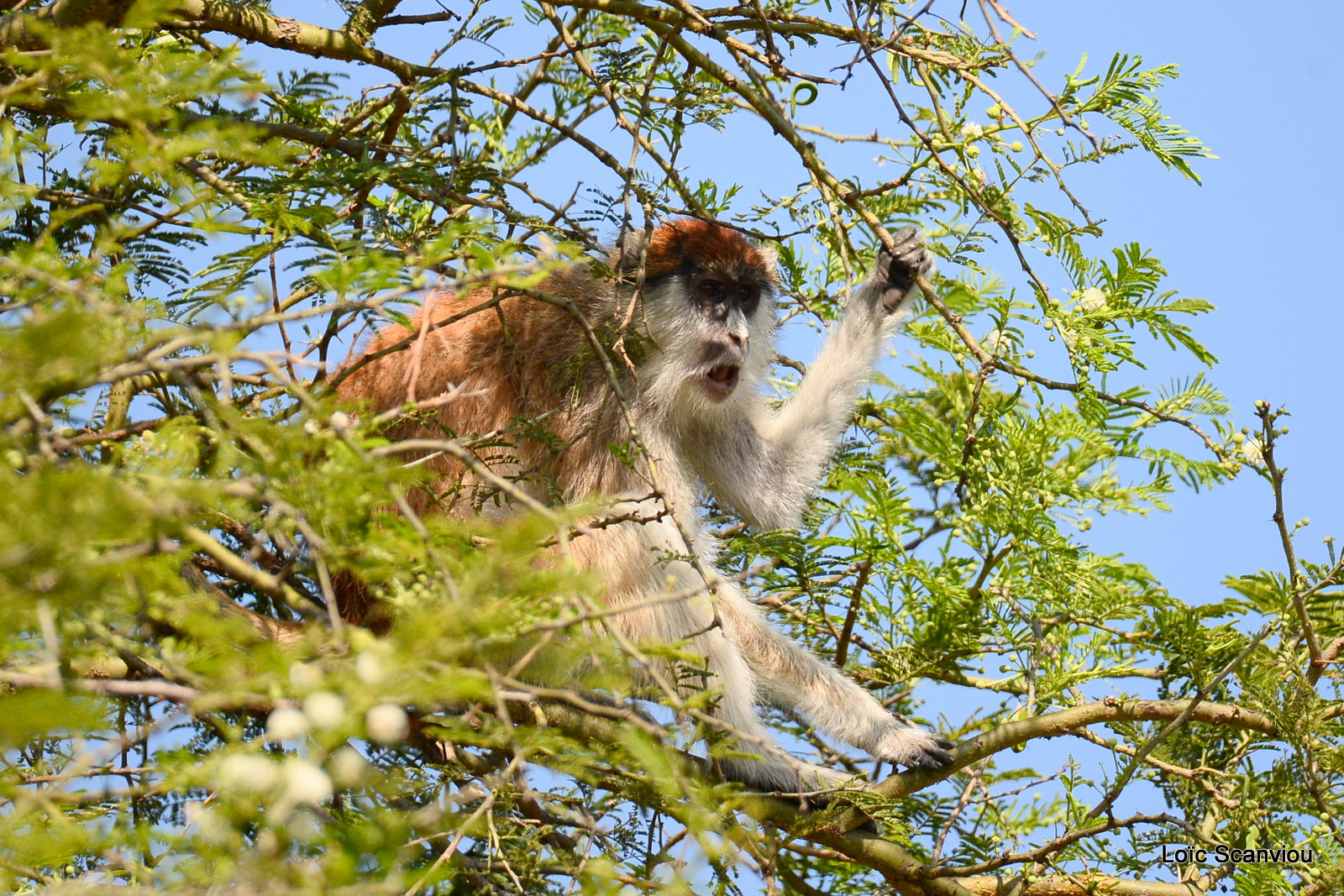 Patas/Patas Monkey (18)