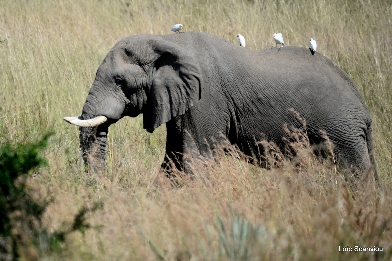 Éléphant de savane d'Afrique/Savanna Elephant (28)