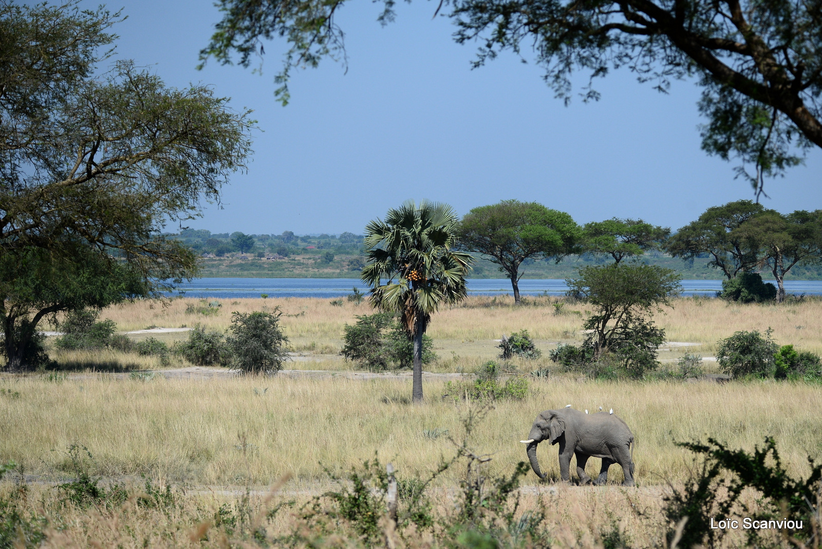 Éléphant de savane d'Afrique/Savanna Elephant (29)