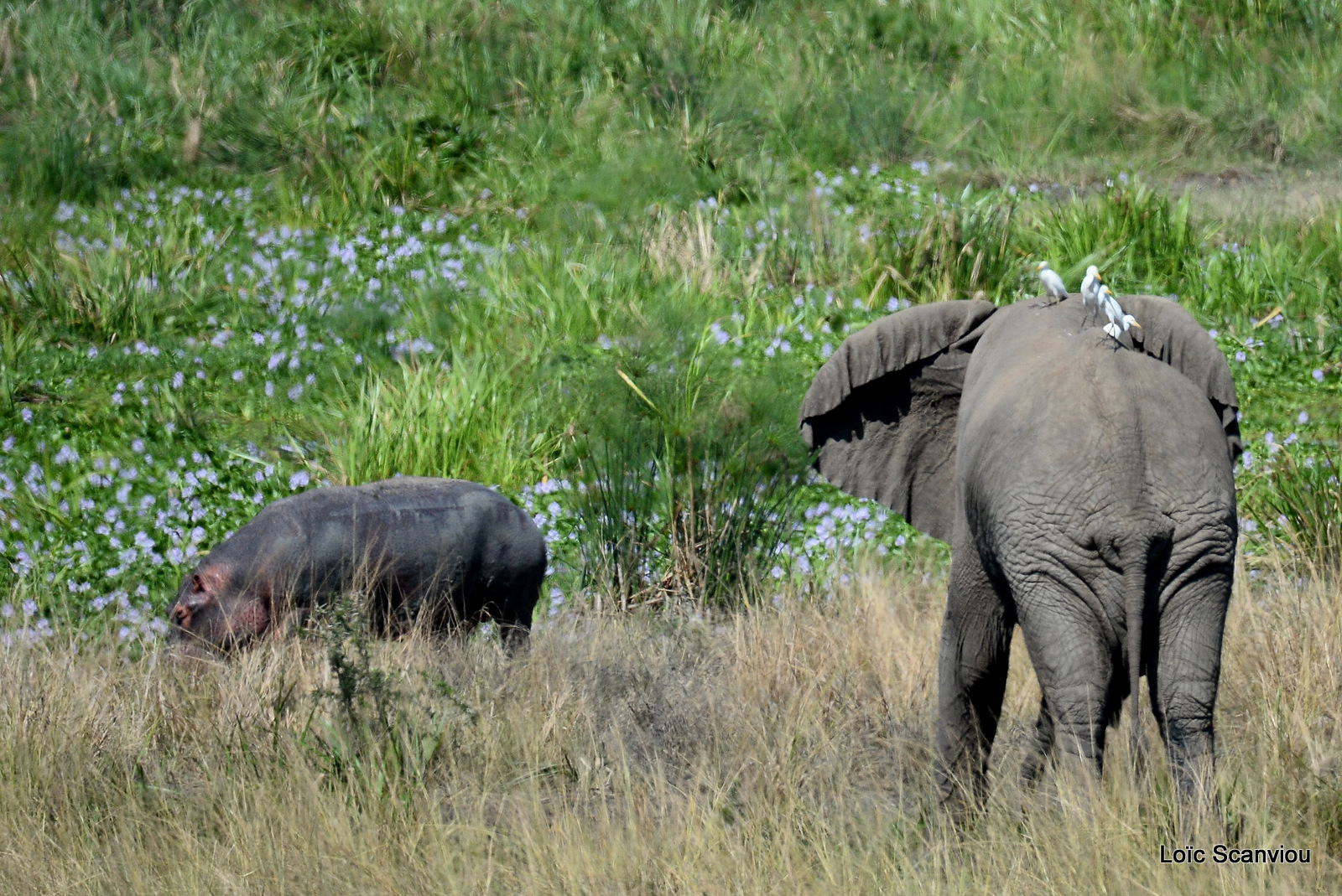 Murchison Falls (297)