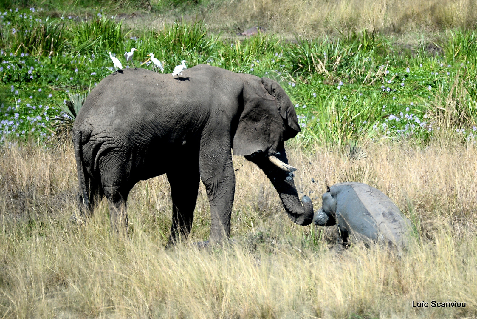 Murchison Falls (298)