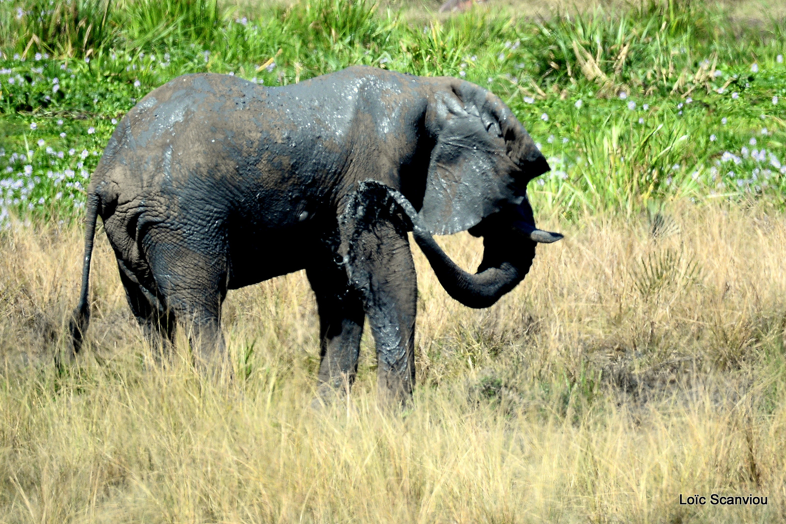 Éléphant de savane d'Afrique/Savanna Elephant (30)