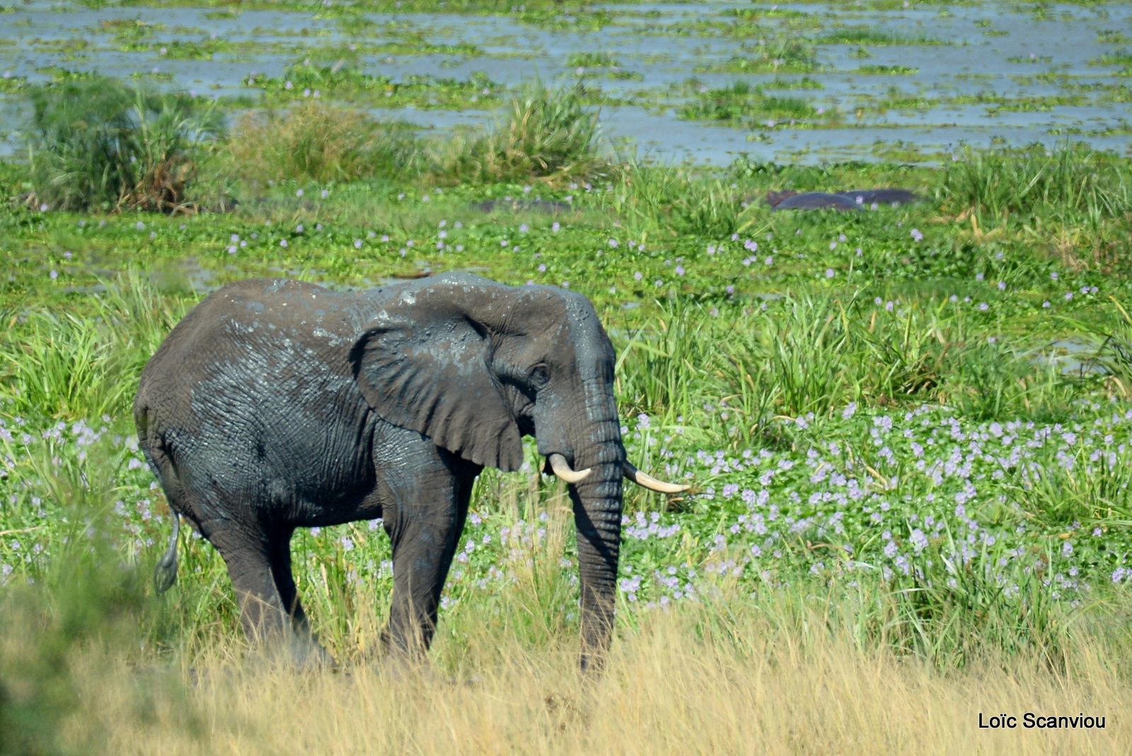 Éléphant de savane d'Afrique/Savanna Elephant (31)