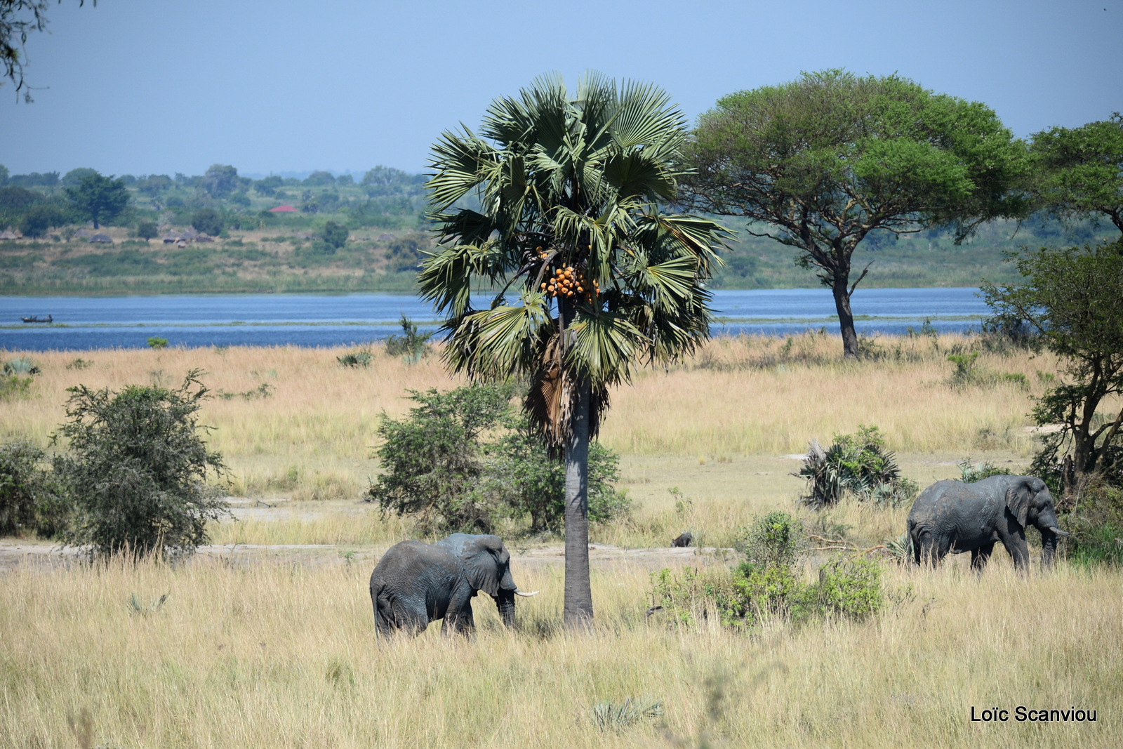 Éléphant de savane d'Afrique/Savanna Elephant (33)