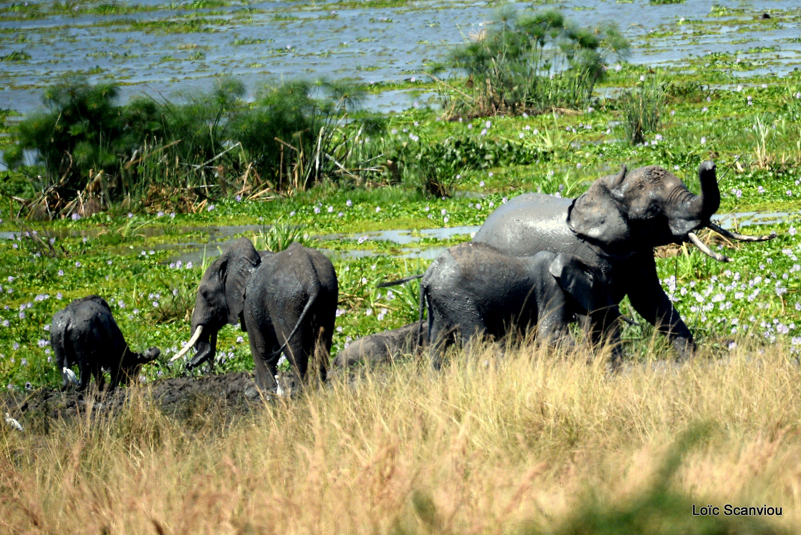 Éléphant de savane d'Afrique/Savanna Elephant (34)