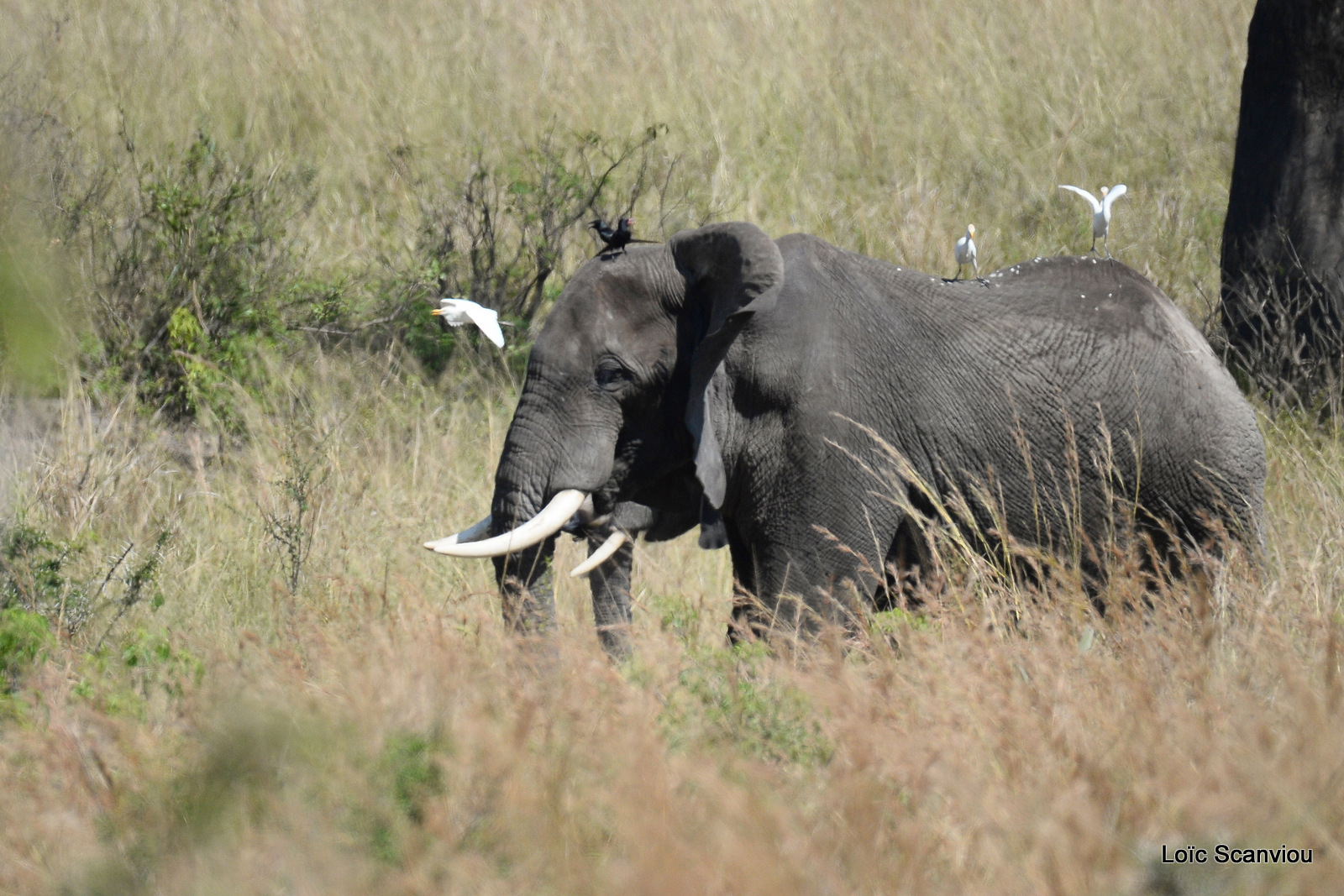 Éléphant de savane d'Afrique/Savanna Elephant (35)