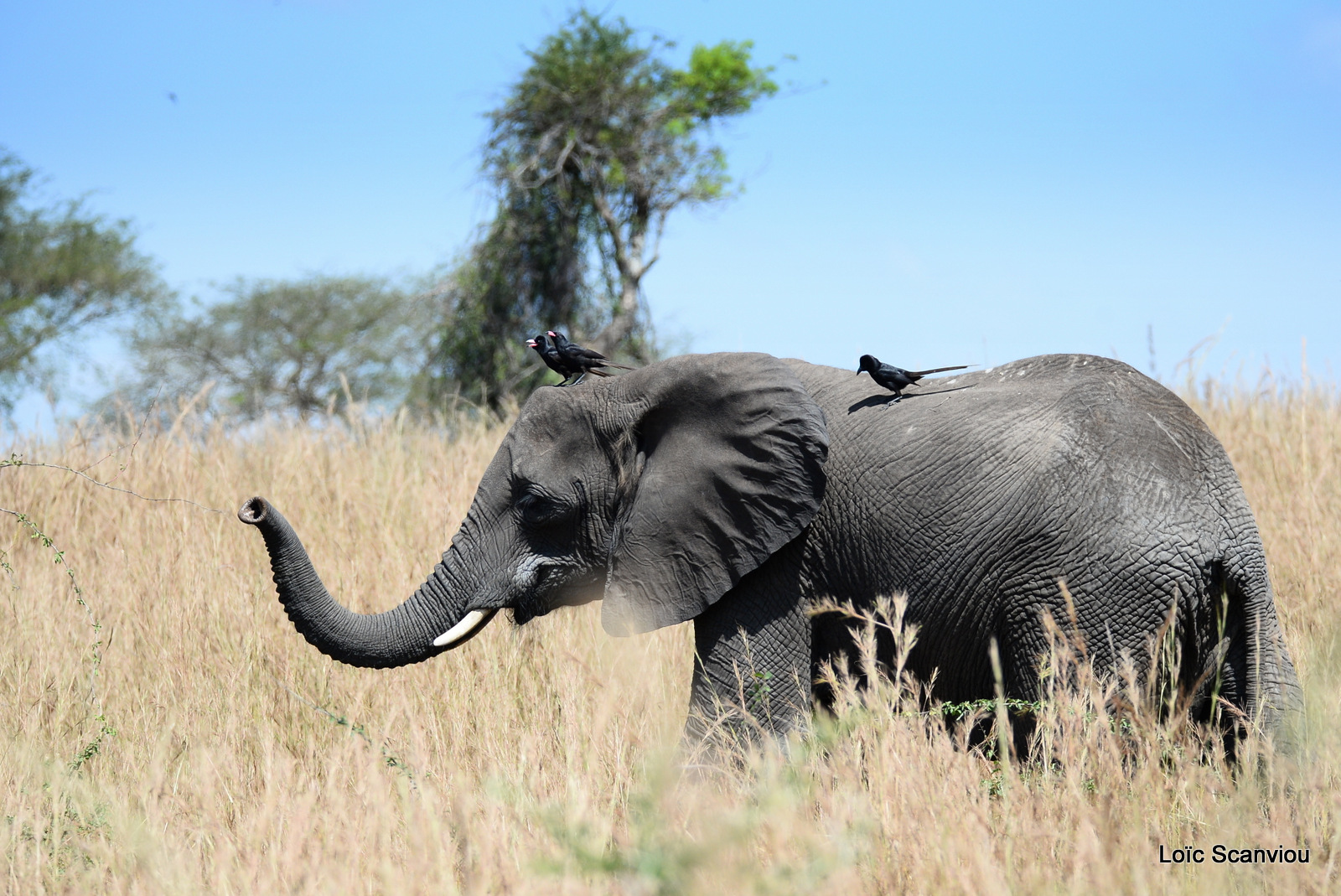 Éléphant de savane d'Afrique/Savanna Elephant (36)