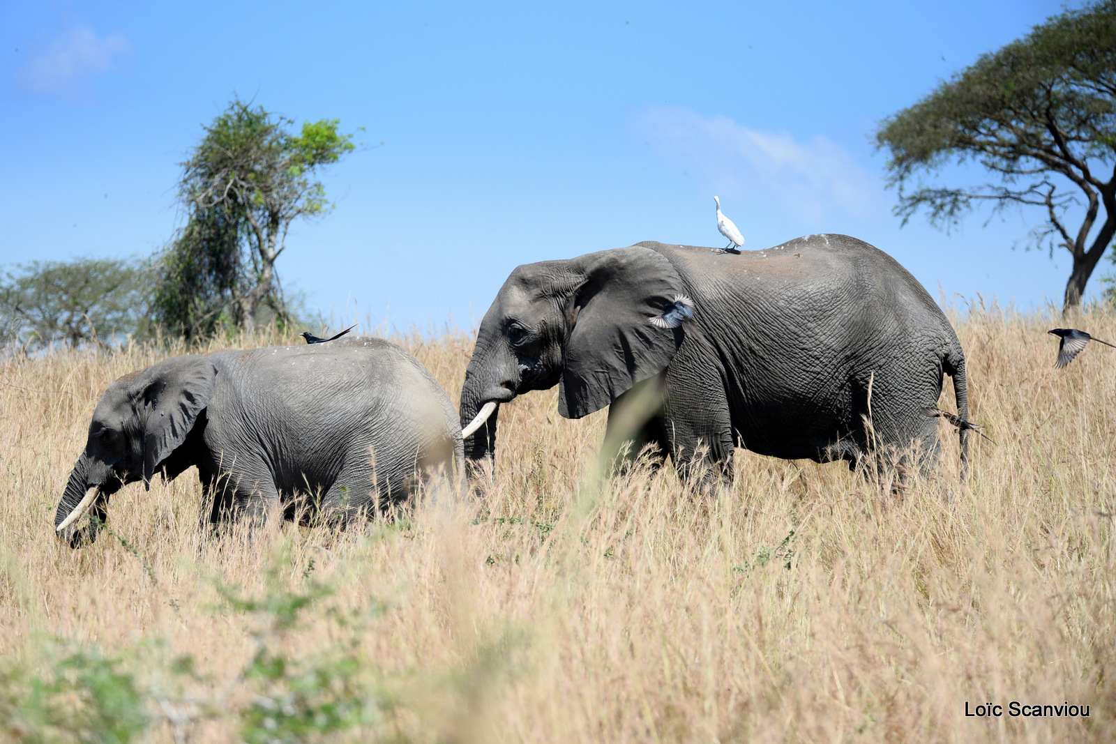 Éléphant de savane d'Afrique/Savanna Elephant (37)