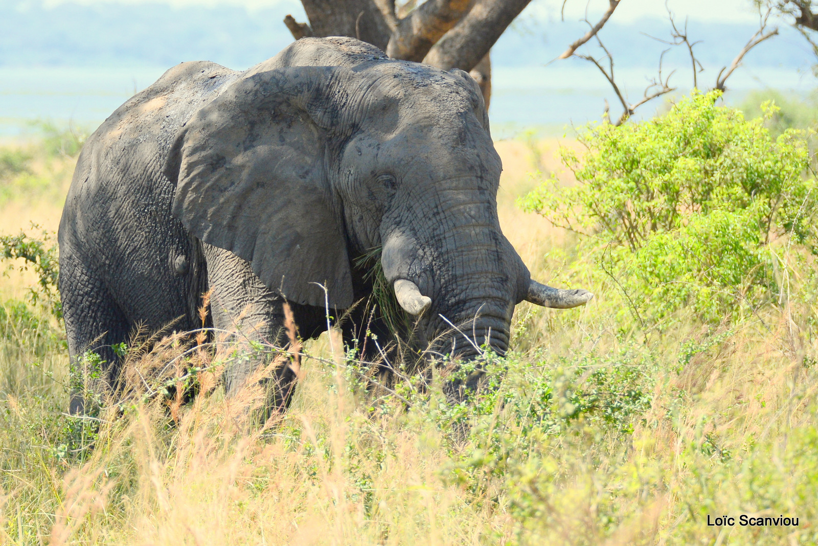 Éléphant de savane d'Afrique/Savanna Elephant (38)